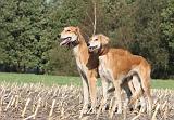 SALUKI 078